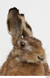 Head Rabbit Animal photo references